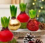 Pflanzen Kölle Hamburg - Wachshyazinthe »Winter« Angebot im Prospekt Wachshyazinthe »Winter« bei Pflanzen Kölle im Hamburg Prospekt für 2,99 €