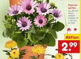 Aktuelle Blumen Angebote bei Netto Marken-Discount in Mönchengladbach Aktuelles Kapmargeriten Angebot bei Netto Marken-Discount in Mönchengladbach ab 2,99 €