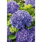 Hortensia en promo chez Carrefour Issy-les-Moulineaux à 9,99 €