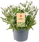 Eukalyptus im Angebot bei REWE in Regensburg Eukalyptus Angebote von REWE Beste Wahl bei REWE Regensburg für 2,69 €