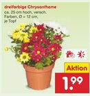 Aktuelle Chrysantheme Angebote bei Netto Marken-Discount in Nürnberg Aktuelles dreifarbige Chrysantheme Angebot bei Netto Marken-Discount in Nürnberg ab 1,99 €