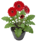 Thomas Philipps Hemsbach - Gerbera Garvinea Angebot im Prospekt Gerbera Garvinea bei Thomas Philipps im Hemsbach Prospekt für 6,99 €