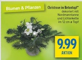 Christrose im Betontopf Angebote bei diska Amberg für 9,99 €