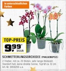 Aktuelles SCHMETTERLINGSORCHIDEE (PHALAENOPSIS) Angebot bei OBI in Köln ab 9,99 €