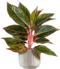 Aglaonema von  im aktuellen BAUHAUS Prospekt für 9,99 €