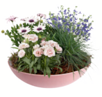 Aktuelles Sommerarrangement Angebot bei toom Baumarkt in Heilbronn ab 19,99 €