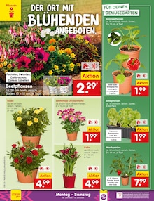 Blumen im aktuellen Netto Marken-Discount Prospekt (Mannheim) Blumen im Netto Marken-Discount Prospekt "Aktuelle Angebote" mit 67 Seiten (Mannheim)