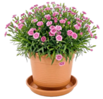 Aktuelles Geli Blumentopf Angebot bei Thomas Philipps in Hildesheim ab 0,19 €