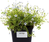 Bio-Stauden Angebote bei Hornbach Dachau für 2,49 €