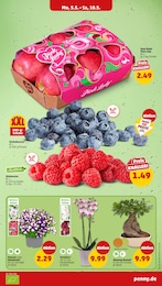 Blumenampel Angebot & Preis im aktuellen Penny Prospekt Blumenampel Angebot im aktuellen Penny Prospekt auf Seite 3