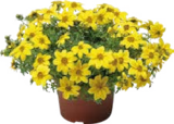 Globus-Baumarkt Waghäusel - Beet- und Balkonpflanzen Angebot im Prospekt Beet- und Balkonpflanzen bei Globus-Baumarkt im Waghäusel Prospekt für 2,99 €