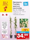 Sternjasmin, Trachelospermum jasminoides für 34,99 € bei Netto Marken-Discount im Angebot Sternjasmin, Trachelospermum jasminoides im aktuellen Netto Marken-Discount Prospekt