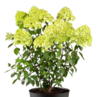 Rispenhortensie »Limelight« Angebote bei Pflanzen Kölle Hofheim für 7,99 €