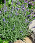 OBI Warburg - Echter Lavendel Angebot im Prospekt Echter Lavendel bei OBI im Warburg Prospekt für 1,99 €
