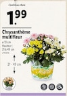 Chrysanthème multifleur en promo chez Lidl Caluire-et-Cuire à 1,99 €