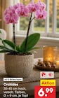 Orchidee im Angebot bei Netto Marken-Discount in Stade Orchidee Angebote bei Netto Marken-Discount Stade für 6,99 €