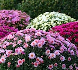 Aktuelles Chrysanthemen Angebot bei Garten-Center Nordharz GmbH & Co. KG in Hannover ab 4,99 €