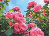 Rosier Buisson à Jardineries du terroir dans Saint-Étienne-de-Chomeil