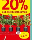 Grünpflanze im Topf von  im aktuellen ROLLER Prospekt für 6,39 €
