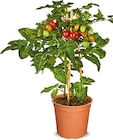 Aktuelles Cherry Tomato Angebot bei Netto Marken-Discount in Krefeld ab 7,99 €