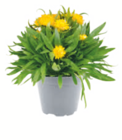 Strohblume bei toom Baumarkt im Prospekt "" für 5,99 €