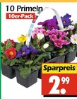 Wreesmann - 10 Primeln Angebot im Prospekt 10 Primeln bei Wreesmann im Prospekt "" für 2,99 €