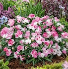 Œillet 'Pink and Proud' à 2,49 € dans le catalogue Delbard