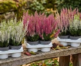 Knospenheide von  im aktuellen Pflanzen Kölle Prospekt für 6,66 €