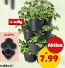 Hochbeet bei Penny im Prospekt "" für 7,99 €