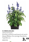 Dehner Garten-Center Heiligenroth - MEHLSALBEI Angebot im Prospekt MEHLSALBEI bei Dehner Garten-Center im Heiligenroth Prospekt für 3,49 €