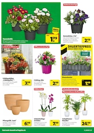 Blumentopf Angebot im aktuellen Hagebaumarkt Prospekt auf Seite 14