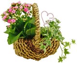 Aktuelles »Sommerwiese« oder Schmetterlingsorchidee Angebot bei REWE in Heidelberg ab 9,99 €