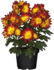 Chrysanthemen im Angebot bei Globus-Baumarkt in St. Ingbert Chrysanthemen Angebote bei Globus-Baumarkt St. Ingbert für 2,99 €