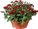 Chrysanthème en coupe - Lidl à Rueil-Malmaison Chrysanthème en coupe en promo chez Lidl Rueil-Malmaison à 3,49 €