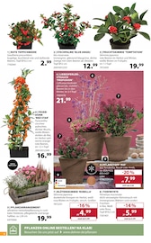 Aktueller Dehner Garten-Center Prospekt mit Zimmerpflanzen, "AKTUELLE ANGEBOTE", Seite 4
