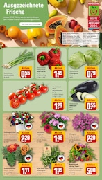 Pflanzen Angebot & Preis im aktuellen REWE Prospekt Pflanzen Angebot im aktuellen REWE Prospekt auf Seite 7