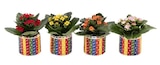 Carrefour Paris - Promo Mini plante "fin d'école" Promo Mini plante "fin d'école" à 2,99 € dans le catalogue Carrefour à Paris