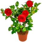 Kamelie im aktuellen Kaufland Prospekt