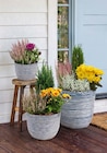 Bepflanztes Herbstarrangement im Angebot bei Netto Marken-Discount in Recklinghausen Bepflanztes Herbstarrangement Angebote bei Netto Marken-Discount Recklinghausen für 6,99 €