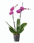 Orchidée 2 tiges en promo chez Lidl Argenteuil à 7,99 €