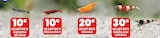 Caridina 2/2,5cm - Animalis à Villeurbanne Caridina 2/2,5cm en promo chez Animalis Villeurbanne à 10,00 €