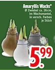 Amaryllis Wachs im Angebot bei EDEKA in Ravensburg Amaryllis Wachs Angebote bei EDEKA Ravensburg für 5,99 €
