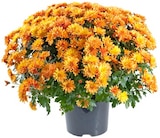 Chrysanthemenbusch XL von REWE Beste Wahl für 4,44 € bei REWE im Angebot Chrysanthemenbusch XL von REWE Beste Wahl im aktuellen REWE Prospekt
