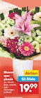 Netto Marken-Discount Lemgo - Blumensymphonie Angebot im Prospekt Blumensymphonie bei Netto Marken-Discount im Lemgo Prospekt für 19,99 €