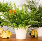 Schwertfarn im Angebot bei Garten-Center Nordharz GmbH & Co. KG in Salzgitter Schwertfarn Angebote bei Garten-Center Nordharz GmbH & Co. KG Salzgitter für 3,99 €