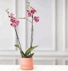 Orchidée 2 tiges - U Express à La Rochelle Orchidée 2 tiges en promo chez U Express La Rochelle à 11,99 €