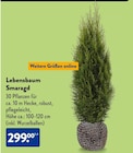 Lebensbaum Smaragd bei ALDI SÜD im Hellenthal Prospekt für 299,00 €