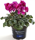Aktuelles Cyclamen Alpenveilchen Angebot bei Thomas Philipps in Dortmund ab 2,22 €