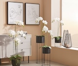 Aktuelle Blumentopf Angebote bei XXXLutz Möbelhäuser in Heidelberg Aktuelles Pflanztopf Angebot bei XXXLutz Möbelhäuser in Heidelberg ab 9,99 €