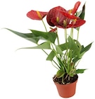 Aktuelles Flamingoblume Angebot bei REWE in Bremen ab 4,99 €